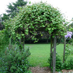 VANESSA SEEDLESS RED GRAPE (Vitis labrusca)