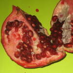 KAZAKE POMEGRANATE (Punica granatum)