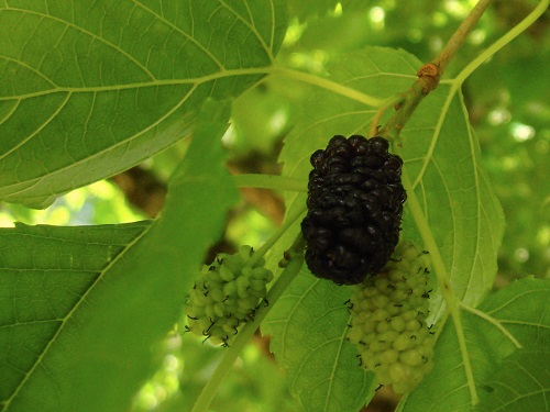 GERARDI DWARF MULBERRY (Morus macroura)