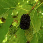 GERARDI DWARF MULBERRY (Morus macroura)