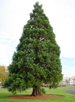 GIANT SEQUOIA (Sequoiadendron gigantium)