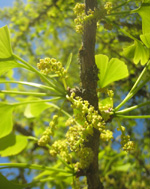 GINKGO SEEDLINGS (Ginkgo biloba)