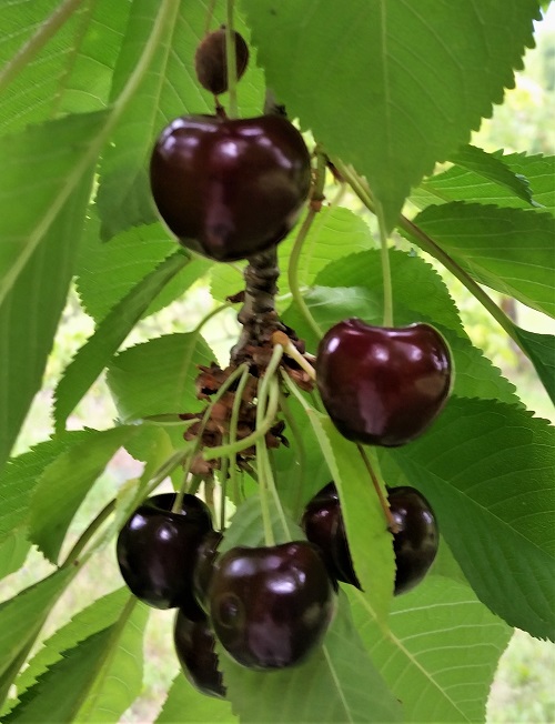 GLACIER CHERRY (Prunus avium)