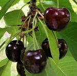 GLACIER CHERRY (Prunus avium)