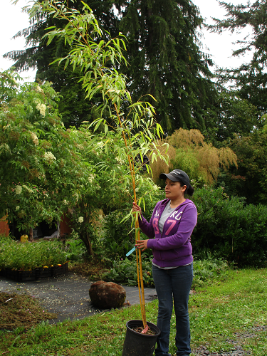 GOLDEN GIANT TIMBER SPREADING BAMBOO (P.vivax Haungwenzhu Inversa)