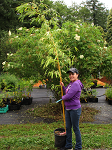 GOLDEN GIANT TIMBER SPREADING BAMBOO (P.vivax Haungwenzhu Inversa)