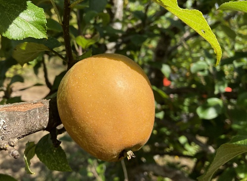 GOLDEN RUSSET APPLE (Malus domestica)