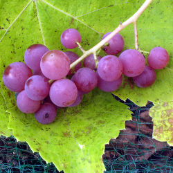 Seedless Table Grapes