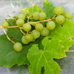 Table Grapes with Seeds