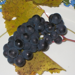 Wine Grapes