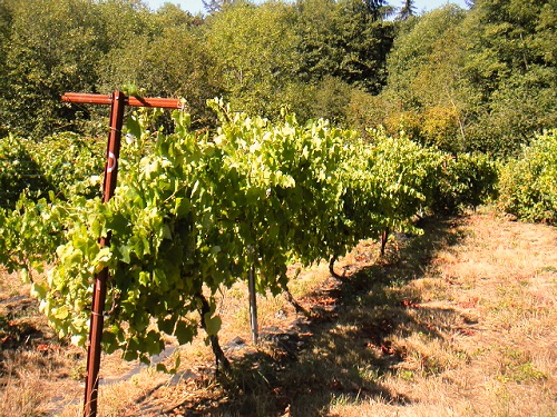 LA CRESCENT WHITE WINE GRAPE (Vitis spp.)