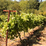 LA CRESCENT WHITE WINE GRAPE (Vitis spp.)