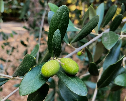 LECCINO OLIVE (Olea europaea)