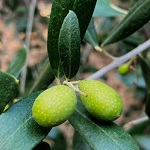 FRANTOIO OLIVE TREE (Olea europaea)