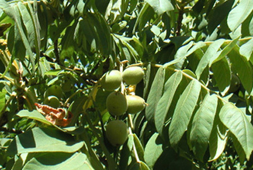 HEARTNUT SEEDLINGS (Juglans ailantifolia cordiformis)