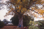 G BUSH BUTTERNUT SEEDLING (Juglans cinera)