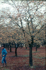 HALLES GIANT HAZELNUT (Corylus avellana)