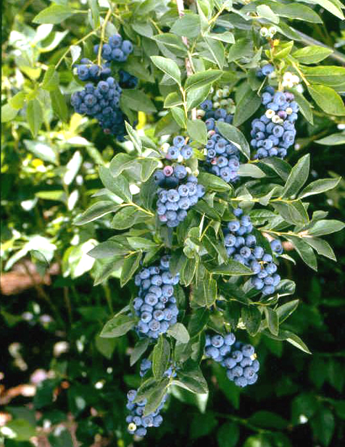 HARDYBLUE BLUEBERRY (Vaccinium corymbosum)