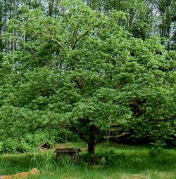 Heartnut Trees