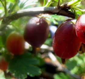 HINNONMAKI RED GOOSEBERRY (Ribes grossularia x)