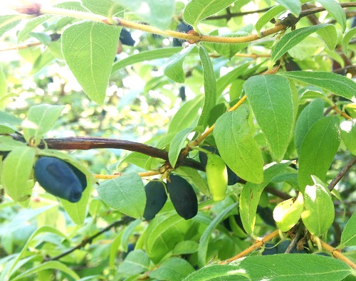 INDIGO GEM HONEYBERRY (Lonicera caerulea)