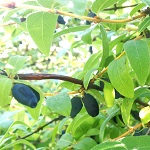 INDIGO GEM HONEYBERRY (Lonicera caerulea)