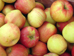 HONEYCRISP APPLE (Malus domestica)