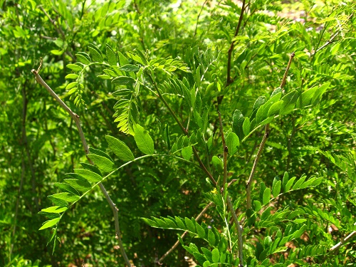 HONEYLOCUST (Gleditsia triacanthos inermis)