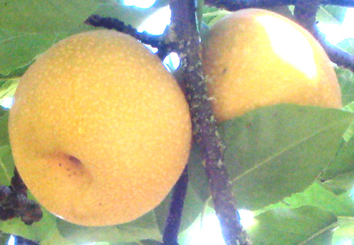 HOSUI ASIAN PEAR (Pyrus pyrifolia)