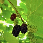 ILLINOIS EVERBEARING MULBERRY (Morus alba x rubra)