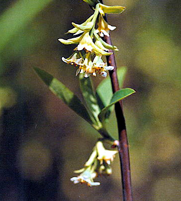 OSO BERRY (Oemlaria cerasaformis)