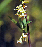 OSO BERRY (Oemlaria cerasaformis)