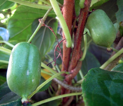 ISSAI HARDY SELF FERTILE FEMALE KIWI (Actinidia arguta)