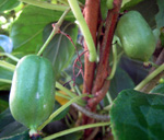 ISSAI HARDY SELF FERTILE FEMALE KIWI (Actinidia arguta)