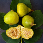 ITALIAN HONEY FIG AKA BLANCHE/LATTARULA ( Ficus carica)