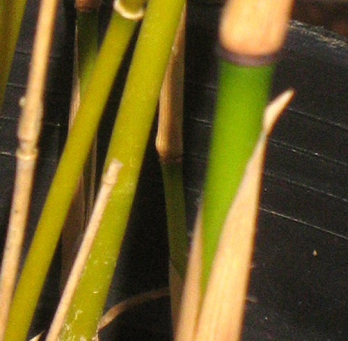 IVORY COLUMN CLUMPING BAMBOO (Fargesia robusta)