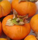 Asian Persimmon