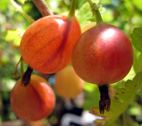 JAHNS PRAIRIE GOOSEBERRY (Ribes hirtellum)