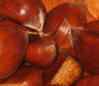 JAPANESE CHESTNUT SEEDS (Castanea crenata)