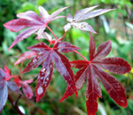 RED LEAF JAPANESE MAPLE (Acer palmatum 'Atropurpureum')