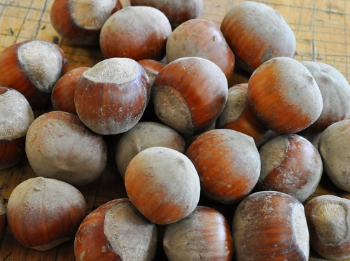 JEFFERSON HAZELNUT SEEDS (Corylus avellana)