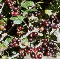 JOSTABERRY (Black Currant x Gooseberry)