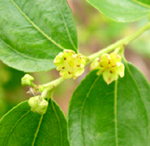 SUGAR CANE JUJUBE (Zizyphus jujuba)