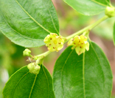 SUGAR CANE JUJUBE (Zizyphus jujuba)