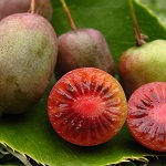 KENS RED HARDY FEMALE KIWI (Actinidia purpurea)