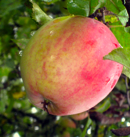 KING APPLE (Malus domestica)