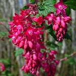 RED FLOWERING CURRANT (Ribes sanguineum)