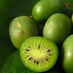 MICHIGAN STATE FEMALE HARDY KIWI (Actinida argata)