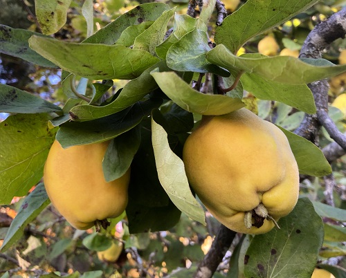 KUGANSKAYA QUINCE (Cydonoa oblonga)