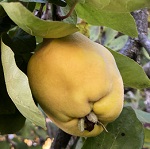 KUGANSKAYA QUINCE (Cydonoa oblonga)